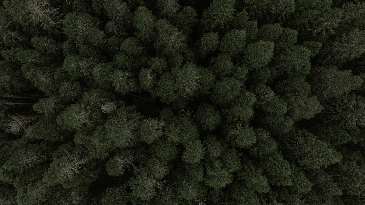 Search